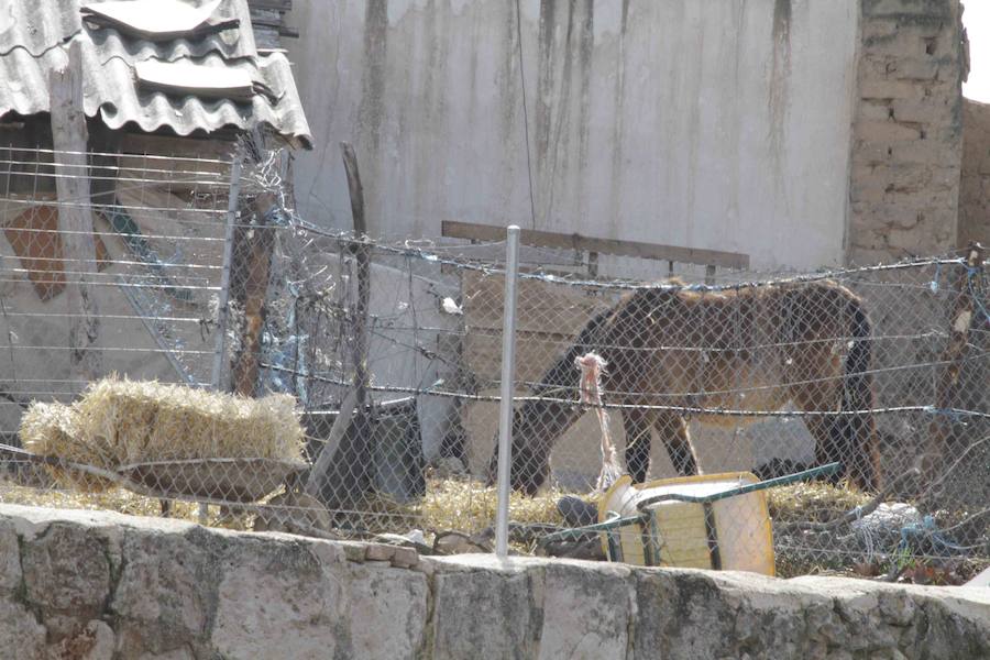 Caballos abandonados en Manzanillo