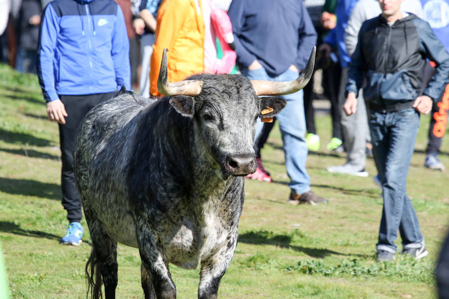 Encierro de carnaval el sábado en Ciudad Rodrigo