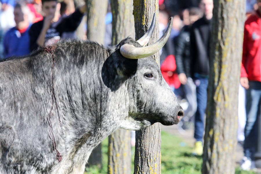 Encierro de carnaval el sábado en Ciudad Rodrigo
