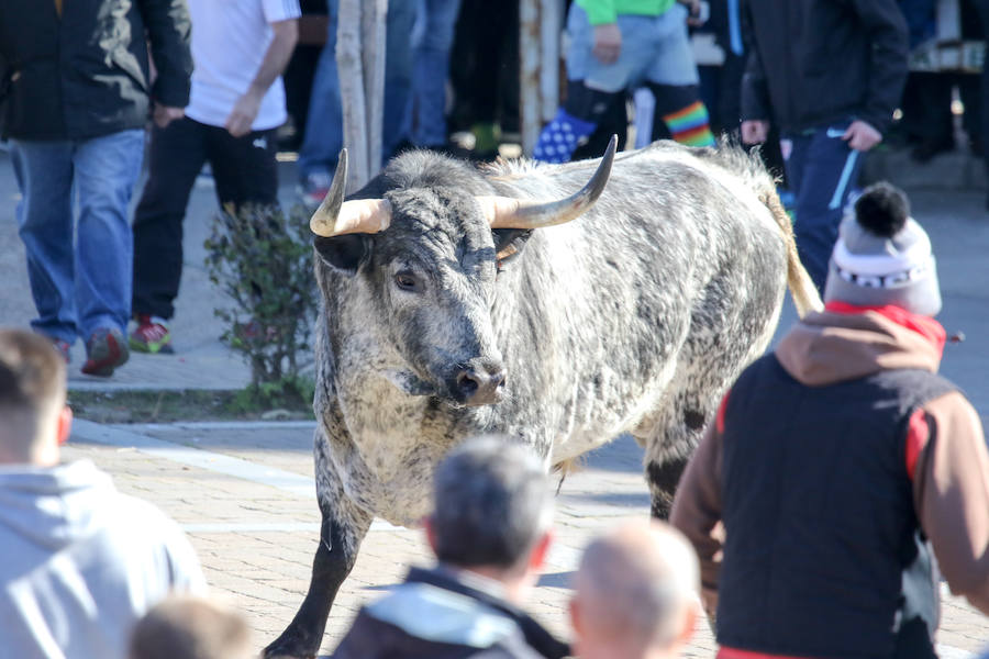 Encierro de carnaval el sábado en Ciudad Rodrigo