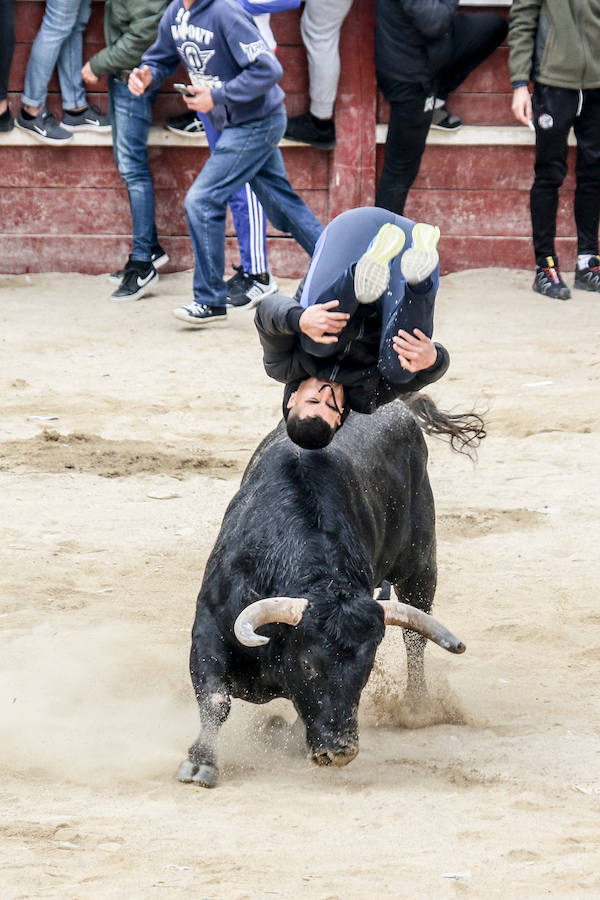 Encierro y capea en Ciudad Rodrigo