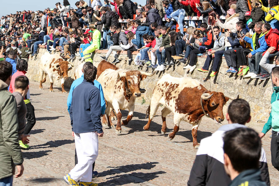 Encierro y capea en Ciudad Rodrigo