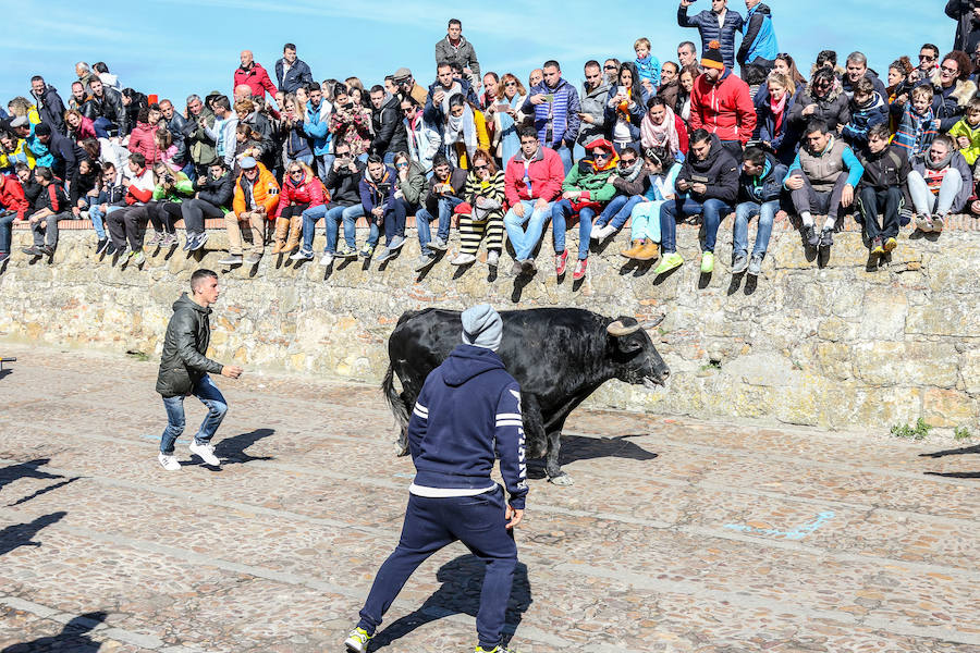 Encierro y capea en Ciudad Rodrigo