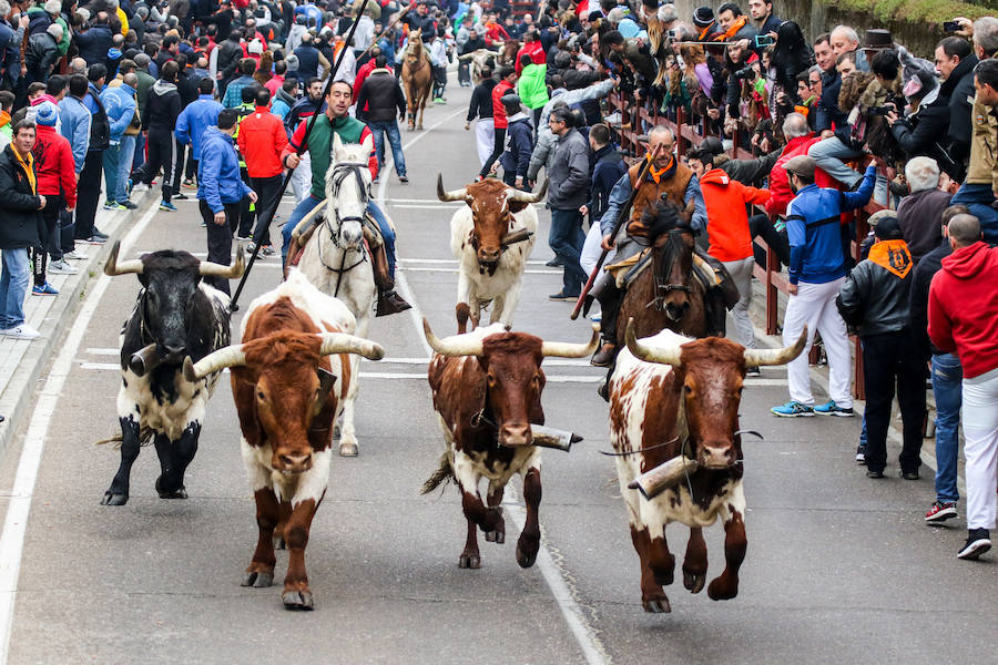 Encierro y capea en Ciudad Rodrigo