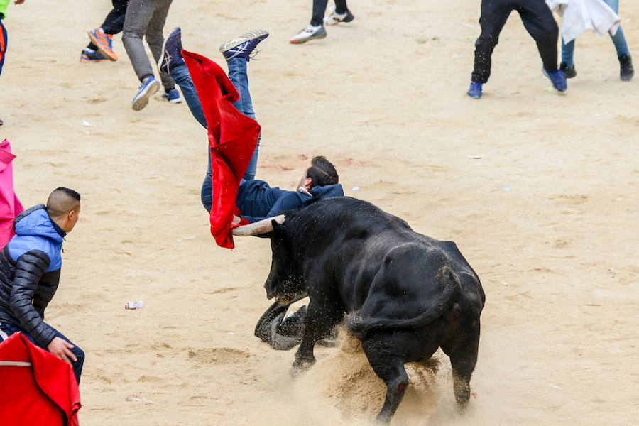 Encierro y capea en Ciudad Rodrigo