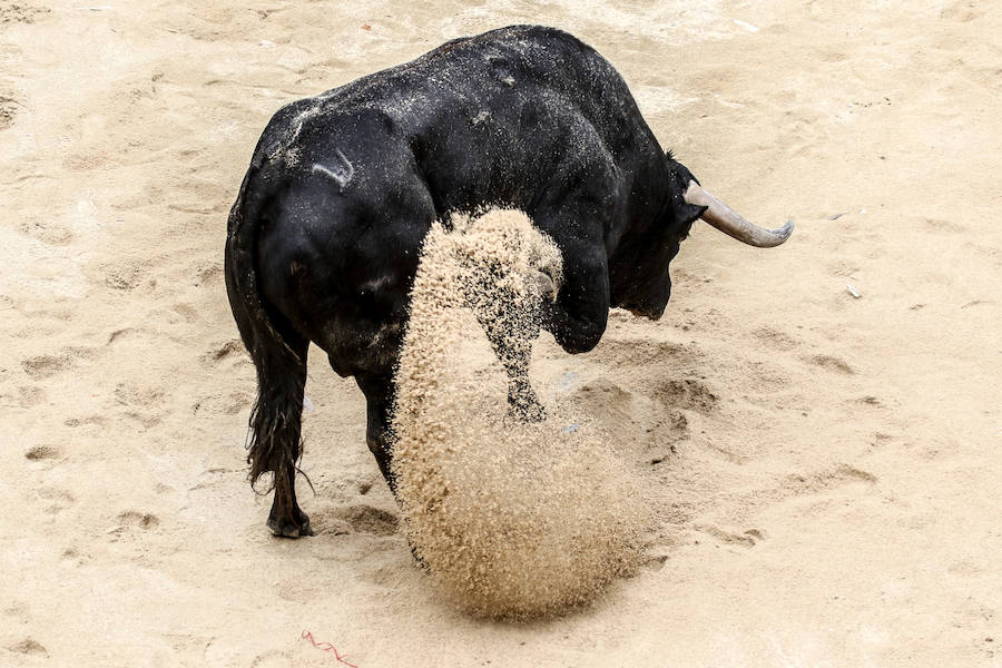 Encierro y capea en Ciudad Rodrigo