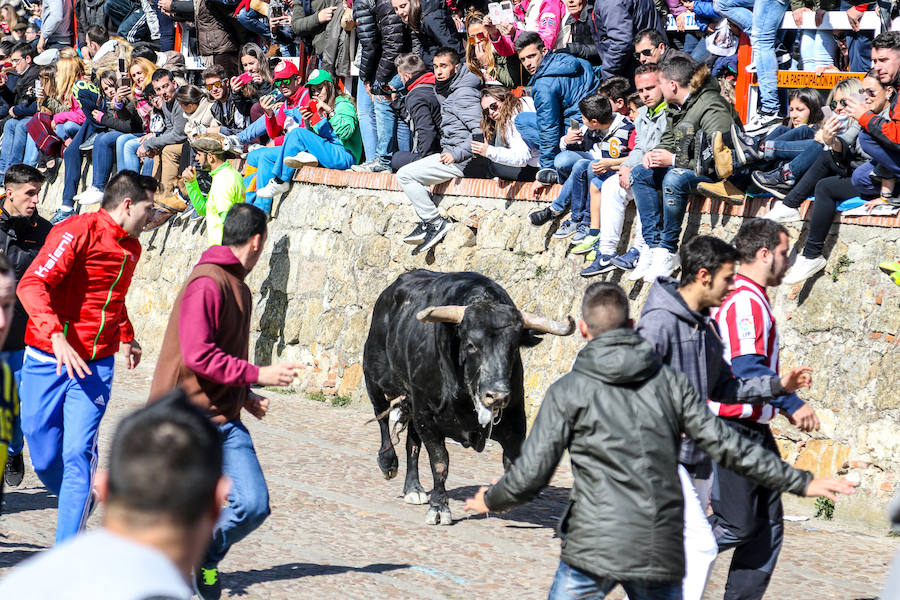 Encierro y capea en Ciudad Rodrigo