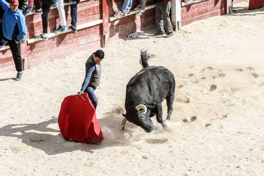 Encierro y capea el lunes de carnaval en Ciudad Rodrigo