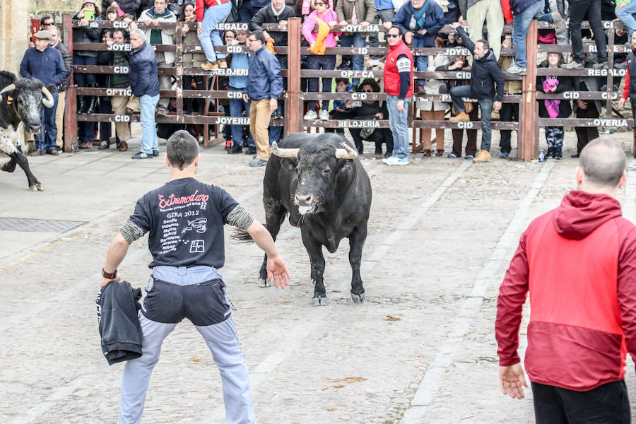 Encierro y capea el lunes de carnaval en Ciudad Rodrigo
