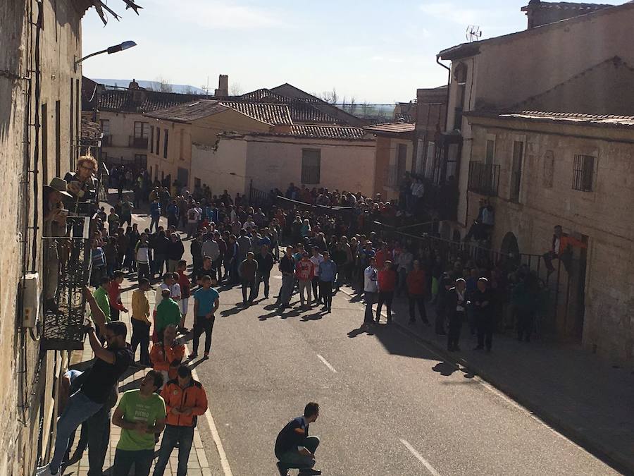 II Toro del Marqués en Mota del Marqués