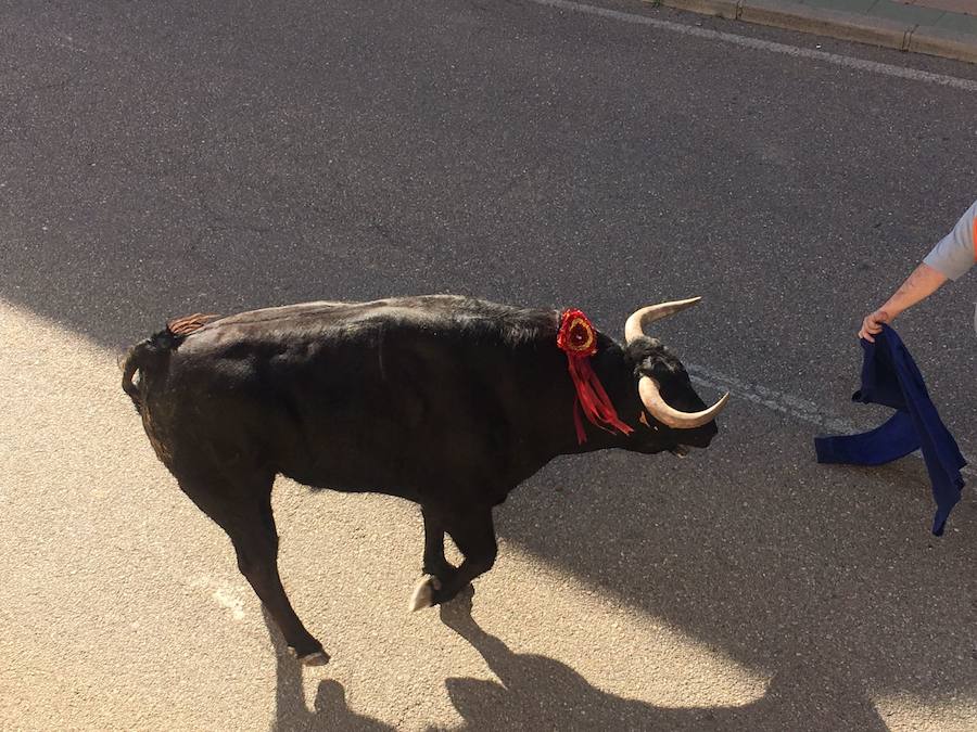 II Toro del Marqués en Mota del Marqués