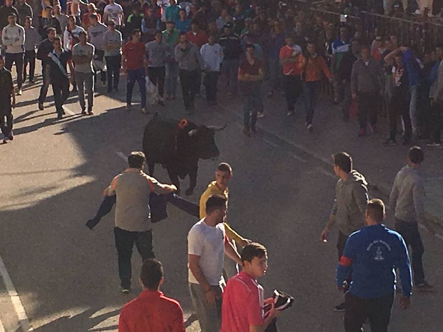 II Toro del Marqués en Mota del Marqués