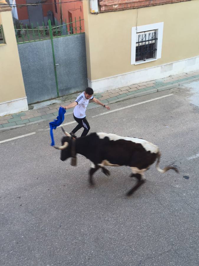 II Toro del Marqués en Mota del Marqués