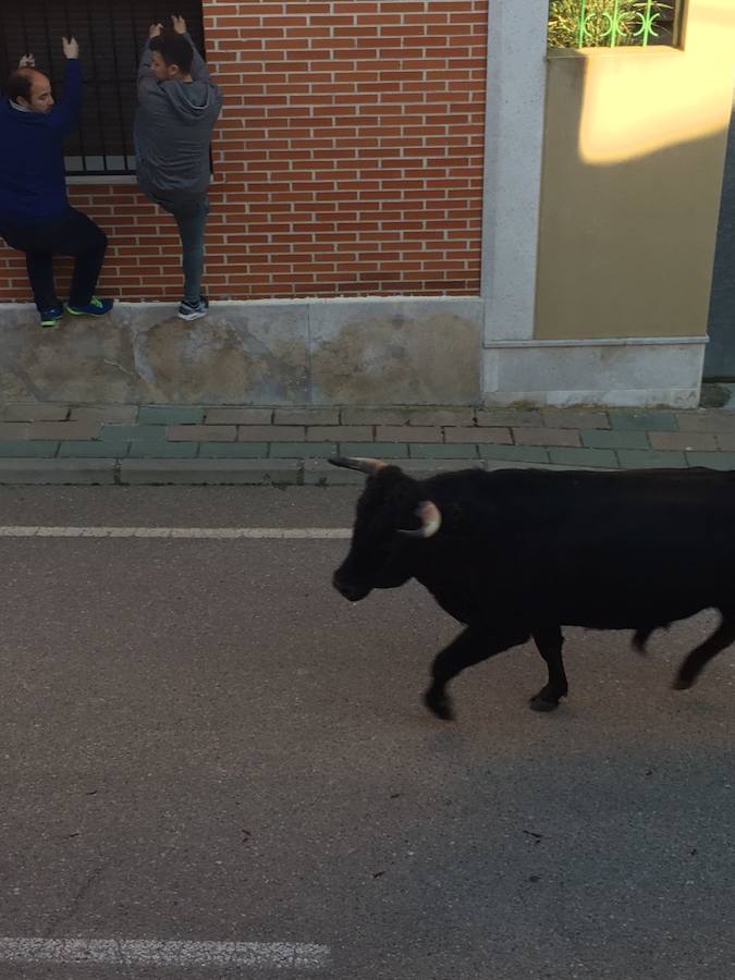 II Toro del Marqués en Mota del Marqués
