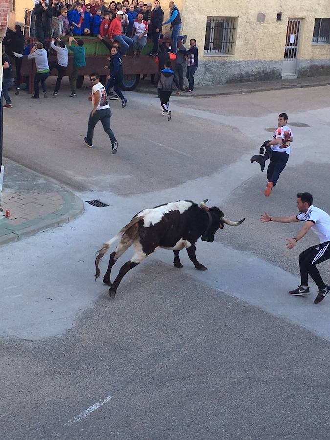 II Toro del Marqués en Mota del Marqués