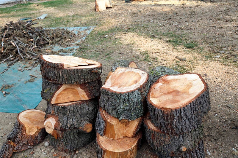 Tala de un cedro centenario en el parque del Salón de Palencia