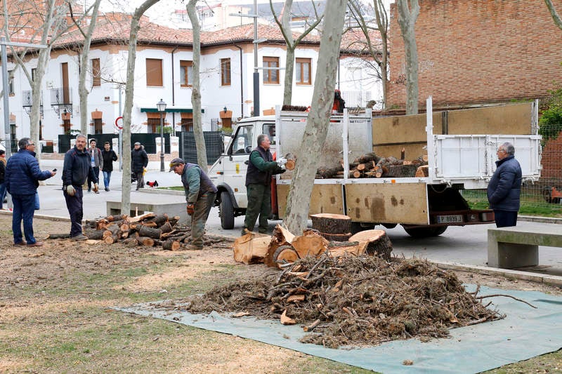 Tala de un cedro centenario en el parque del Salón de Palencia