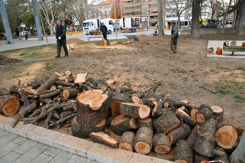 Tala de un cedro centenario en el parque del Salón de Palencia
