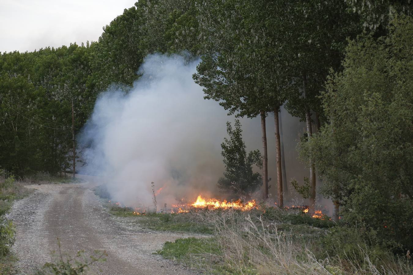 Incendio en la chopera situada junto al puente de Villamuriel de Cerrato (Palencia)