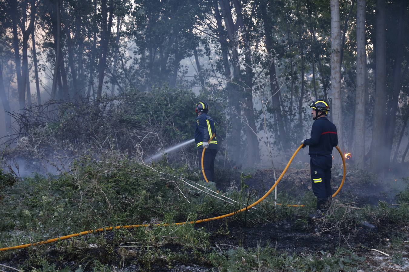Incendio en la chopera situada junto al puente de Villamuriel de Cerrato (Palencia)