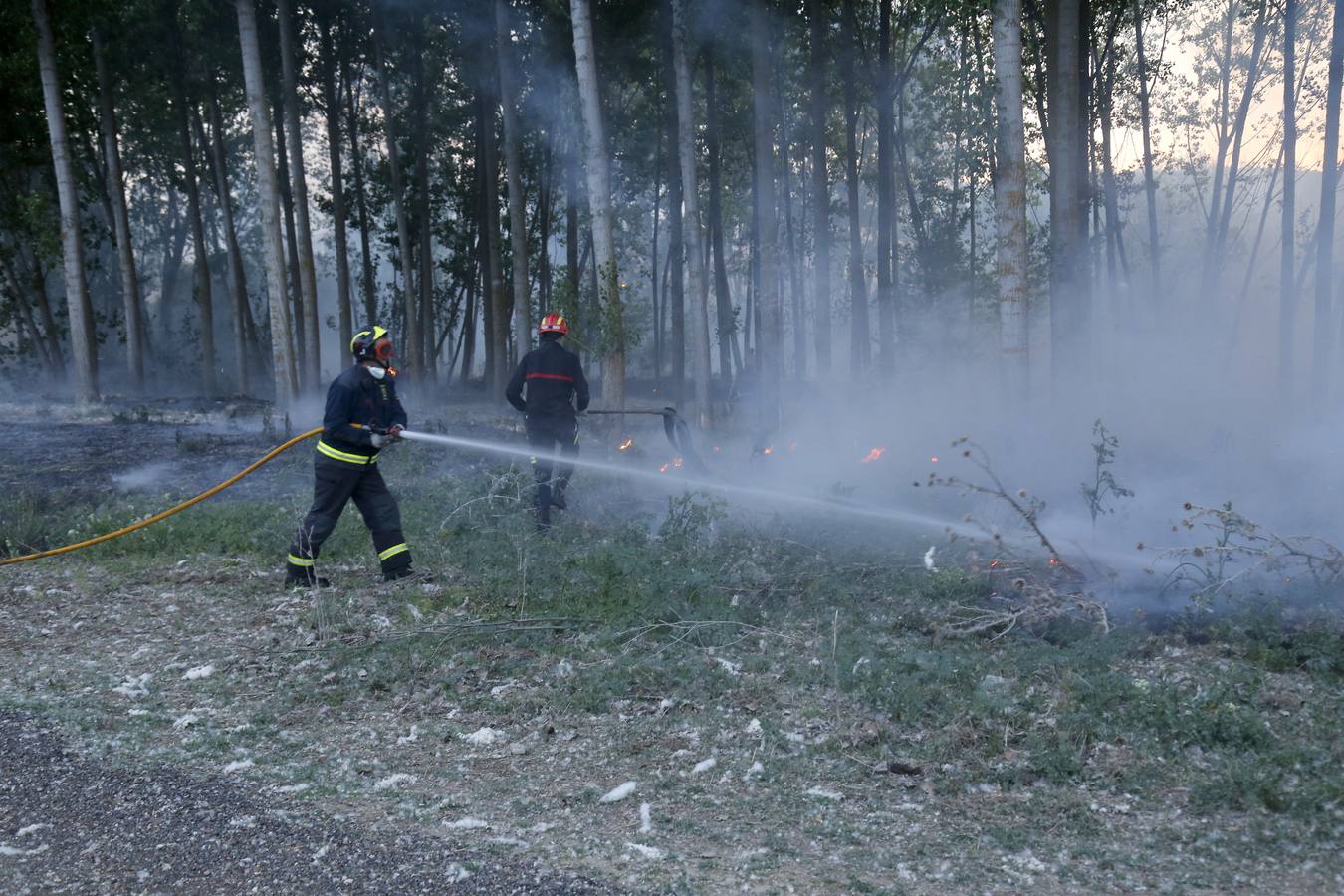 Incendio en la chopera situada junto al puente de Villamuriel de Cerrato (Palencia)