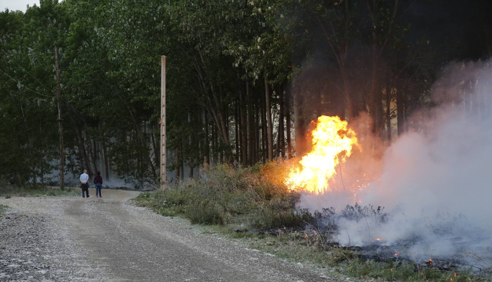 Incendio en la chopera situada junto al puente de Villamuriel de Cerrato (Palencia)