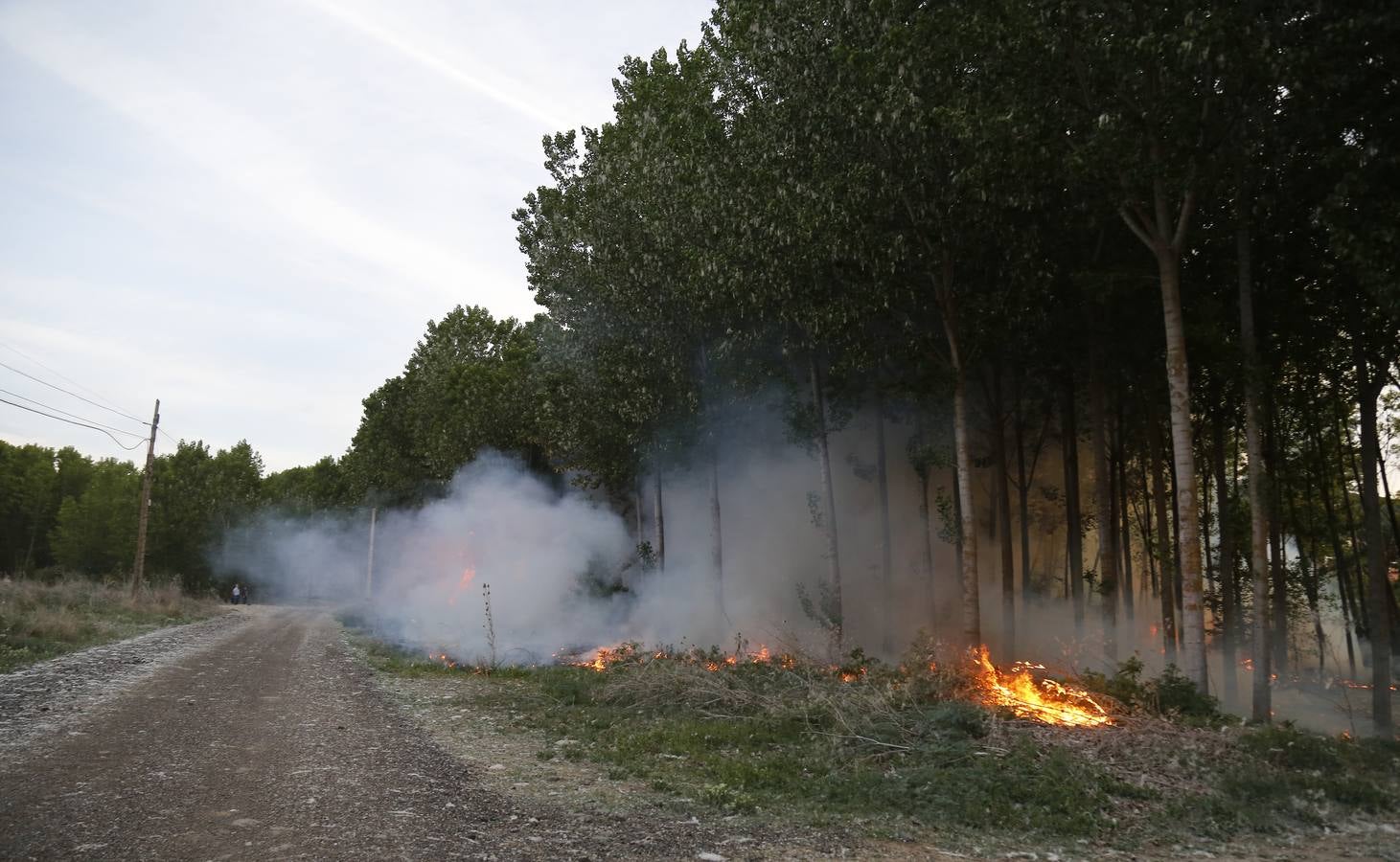 Incendio en la chopera situada junto al puente de Villamuriel de Cerrato (Palencia)