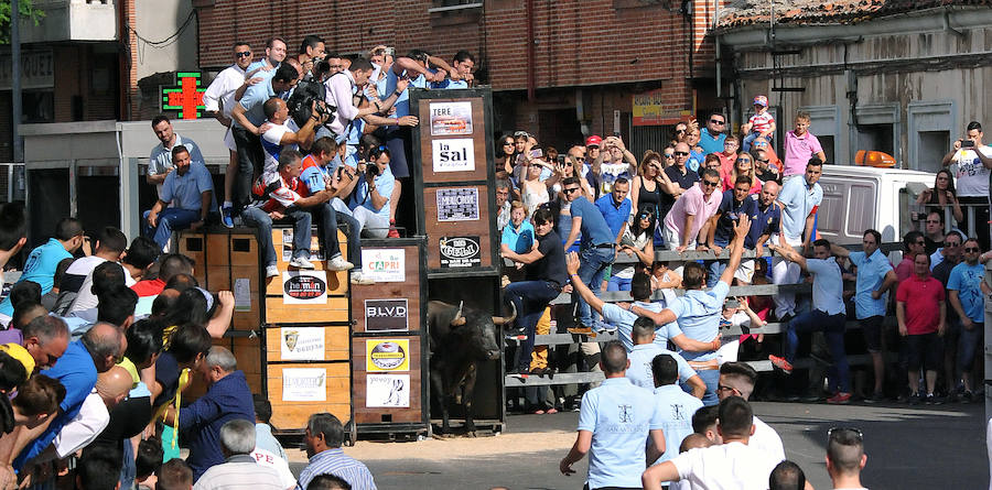 Toro de la Feria de Medina del Campo