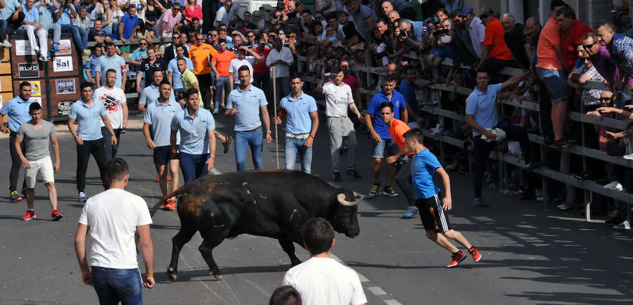 Toro de la Feria de Medina del Campo
