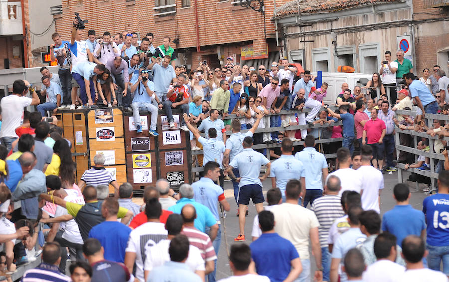 Toro de la Feria de Medina del Campo