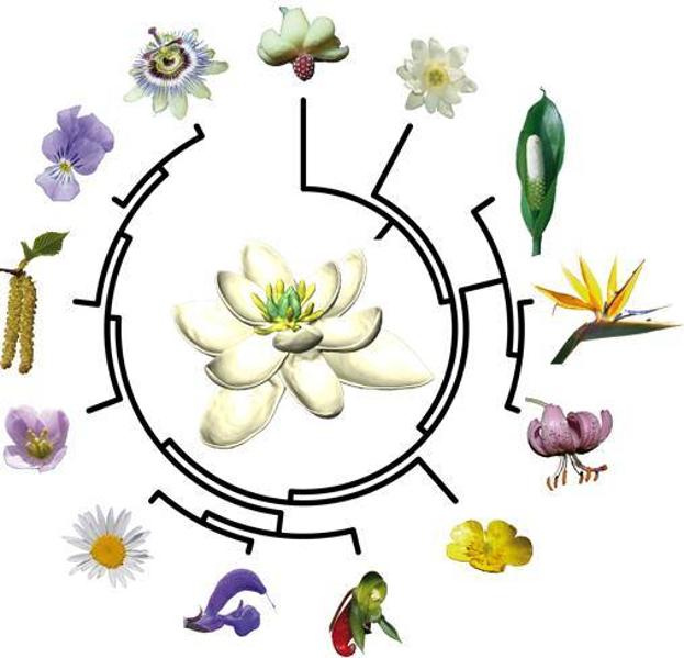 Esquema del posible ancestro de las flores, en el centro, a partir del que surgieron las demás 