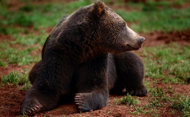 Oso pardo en Cabárceno. 