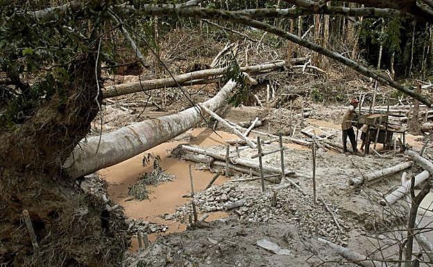 Tala de árboles en la selva amazónica.