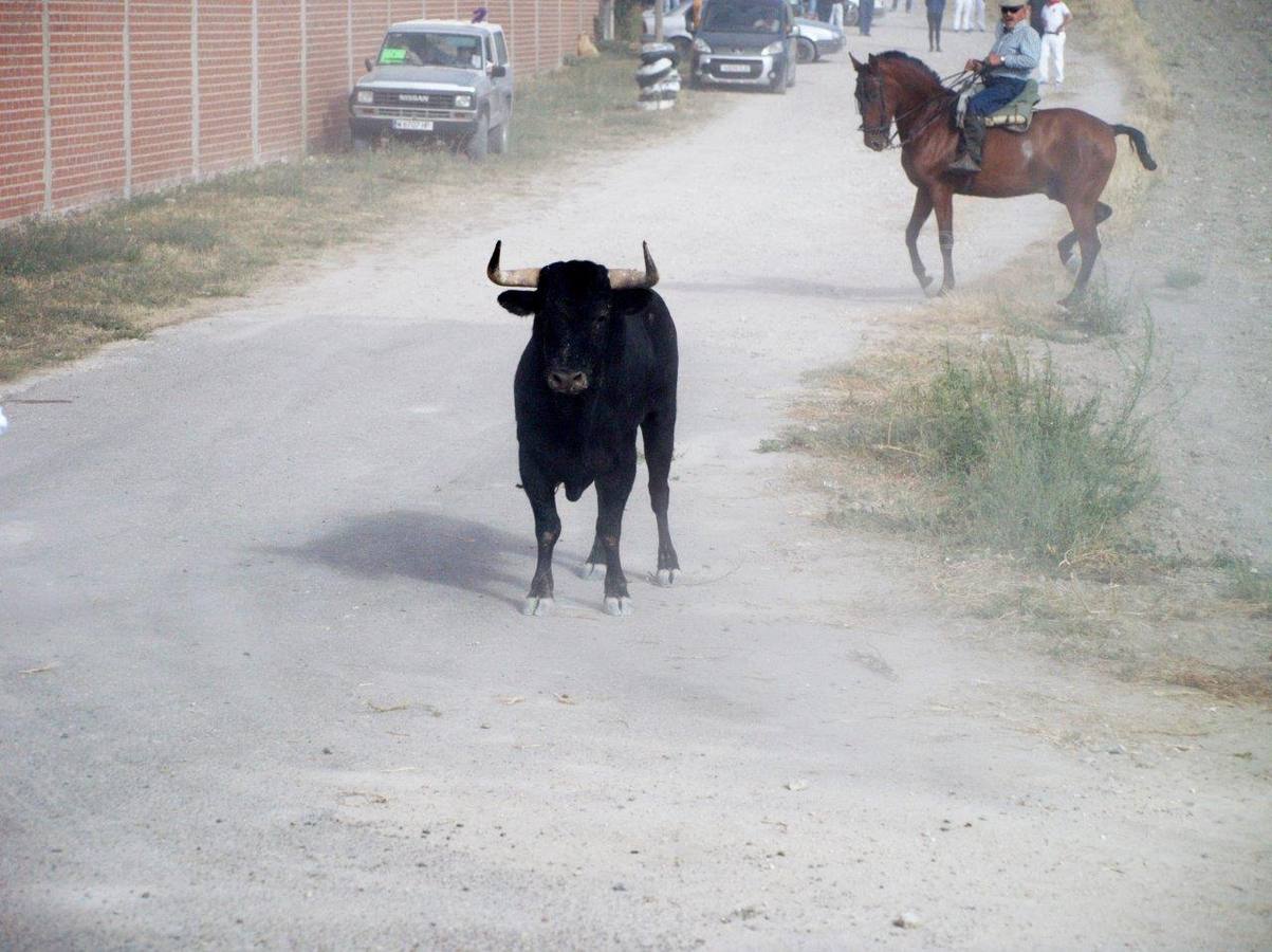 Segundo encierro campero de Íscar