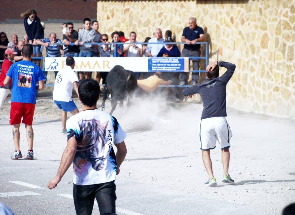 Segundo encierro campero de Íscar