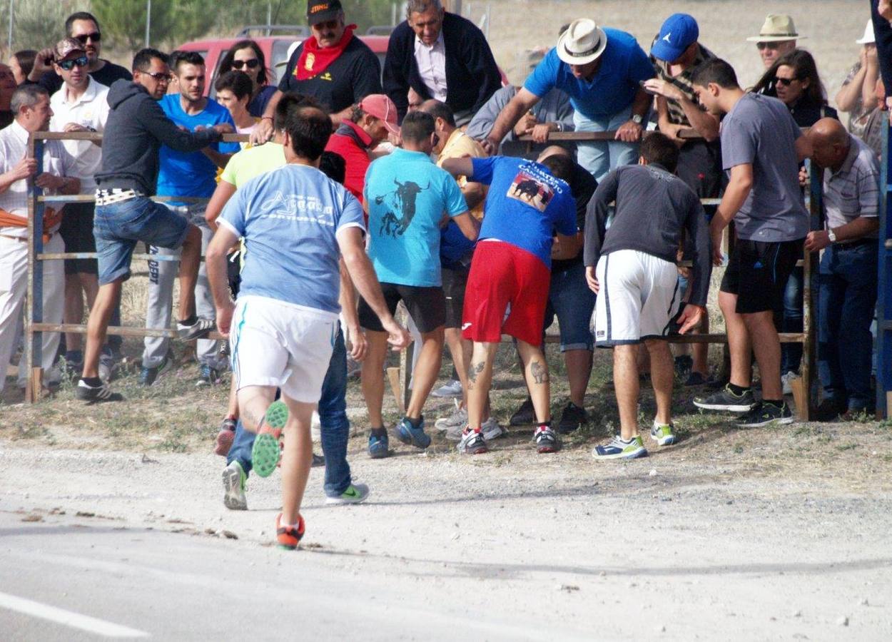 Segundo encierro campero de Íscar