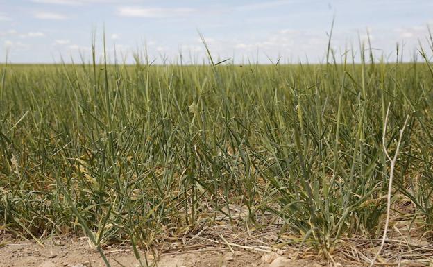 Campo de cebada en Autilla del Pino afectado por la sequía. 