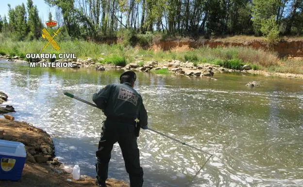 Efectivo de la Guardia Civil sacando las truchas muertas del río 