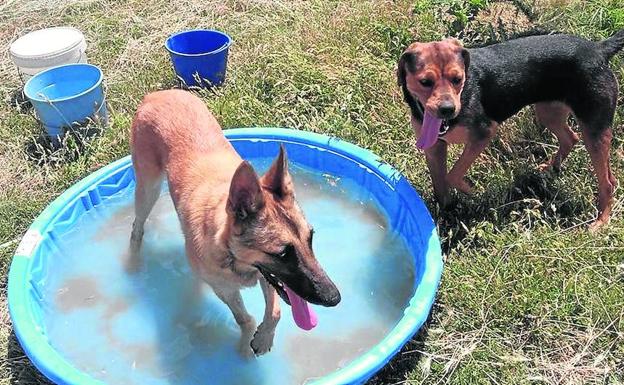 Una pareja de perros juega y se refresca en el refugio de la asociación Aspap.