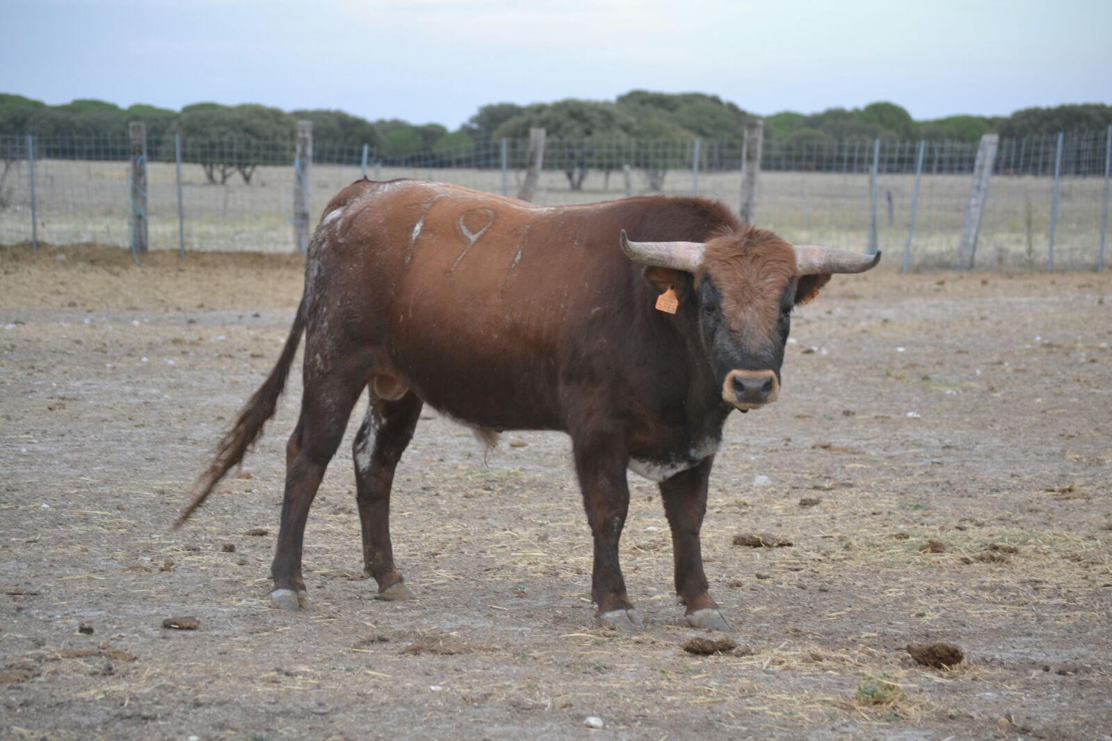 Estos son los novillos para las fiestas de Tudela de Duero