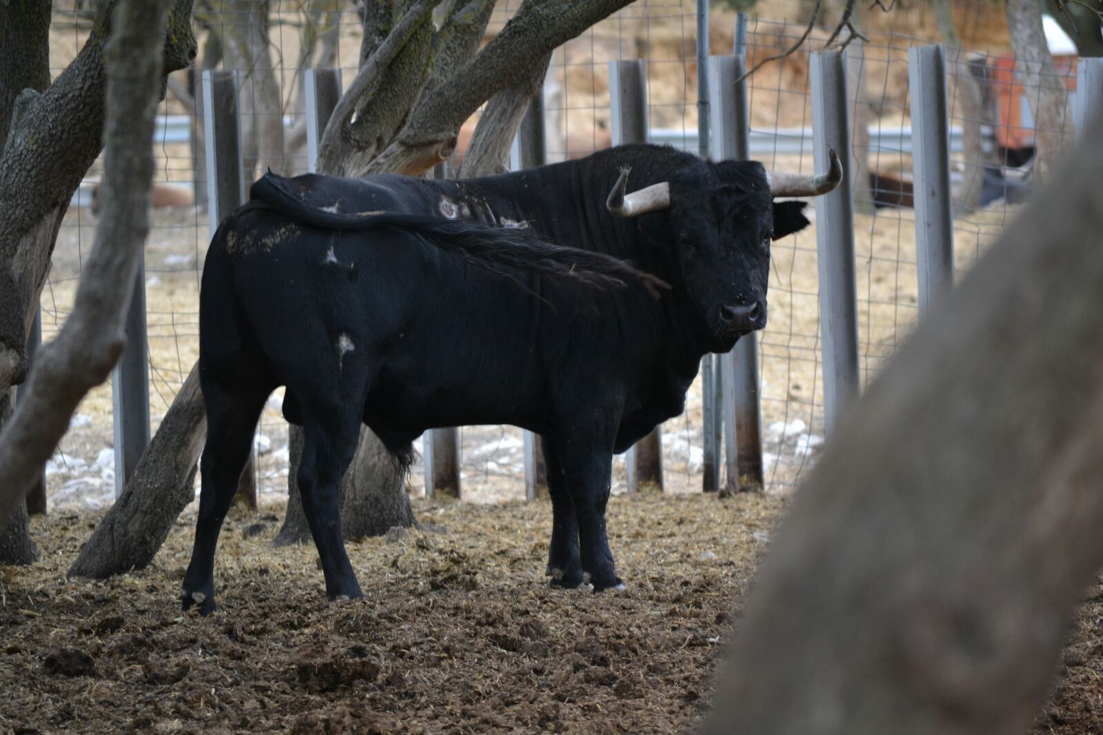 Estos son los novillos para las fiestas de Tudela de Duero