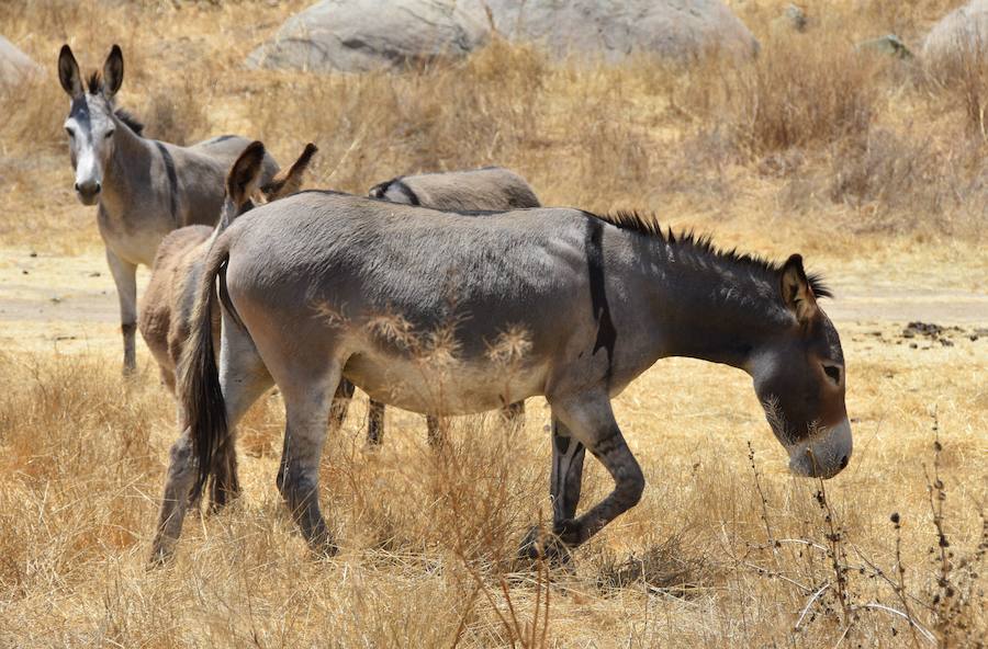 Unos burros silvestres paseando en una zona poblada de la carretera Pigeon Pass, al norte de Moreno Valley, California