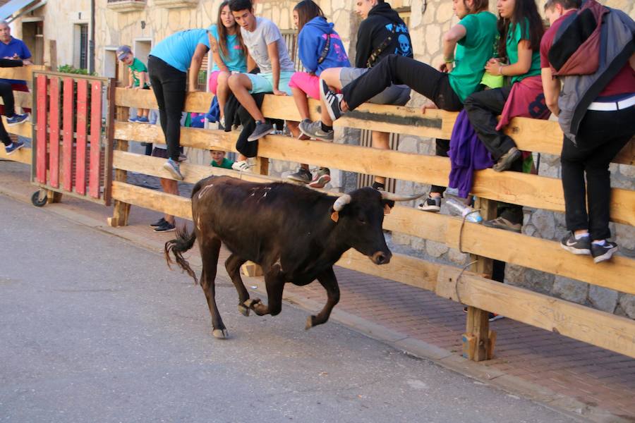 Torquemada vivió su jornada grande, con unos encierros que llevaron a las calles a jóvenes y mayores para disfrutar de los novillos. 