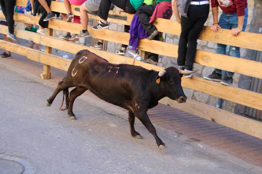 Torquemada vivió su jornada grande, con unos encierros que llevaron a las calles a jóvenes y mayores para disfrutar de los novillos. 