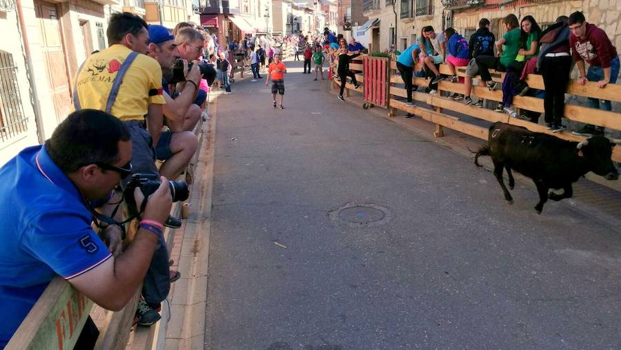 Torquemada vivió su jornada grande, con unos encierros que llevaron a las calles a jóvenes y mayores para disfrutar de los novillos. 