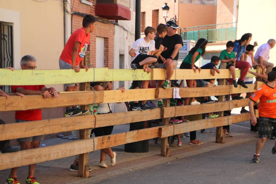 Torquemada vivió su jornada grande, con unos encierros que llevaron a las calles a jóvenes y mayores para disfrutar de los novillos. 