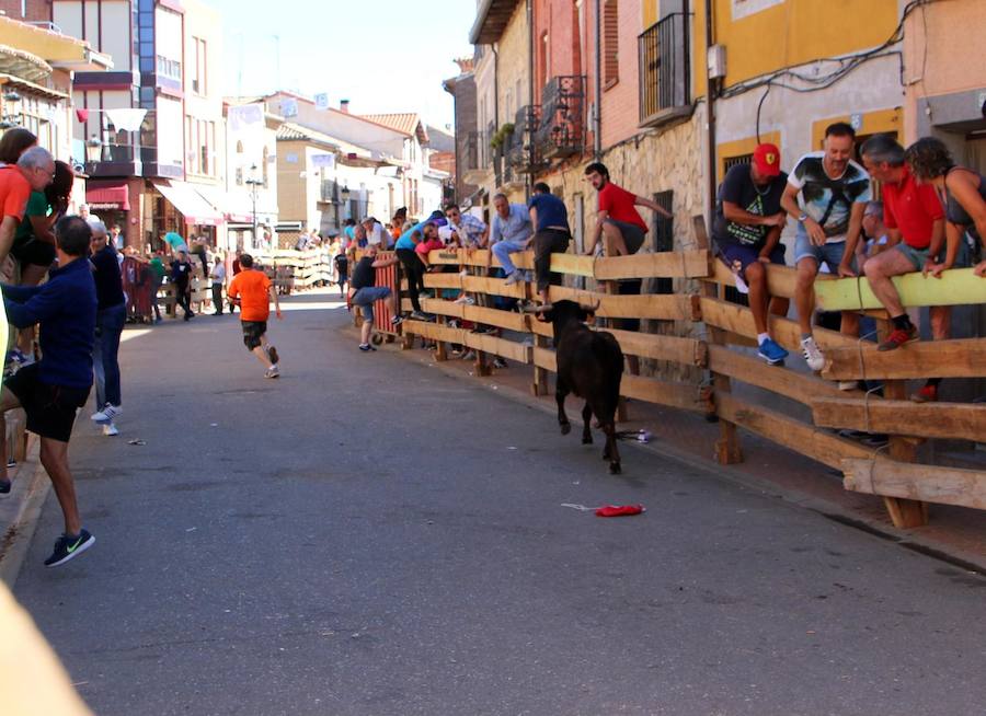 Torquemada vivió su jornada grande, con unos encierros que llevaron a las calles a jóvenes y mayores para disfrutar de los novillos. 