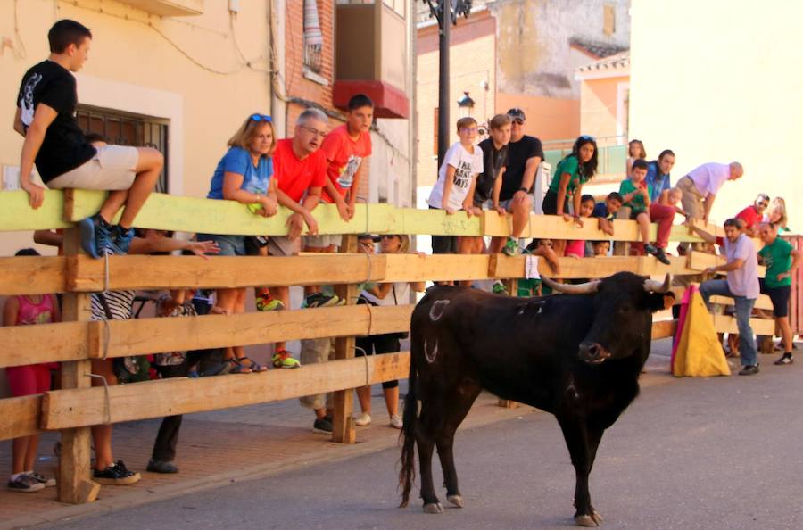 Torquemada vivió su jornada grande, con unos encierros que llevaron a las calles a jóvenes y mayores para disfrutar de los novillos. 