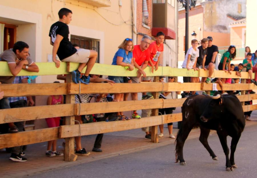 Torquemada vivió su jornada grande, con unos encierros que llevaron a las calles a jóvenes y mayores para disfrutar de los novillos. 