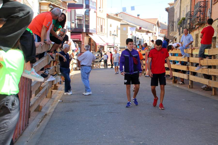 Torquemada vivió su jornada grande, con unos encierros que llevaron a las calles a jóvenes y mayores para disfrutar de los novillos. 
